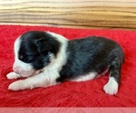 Small #4 Australian Shepherd