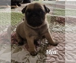 Puppy Mia Pug