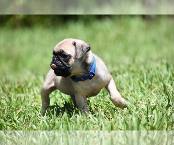 Medium Photo #5 Pug Puppy For Sale in PALM COAST, FL, USA