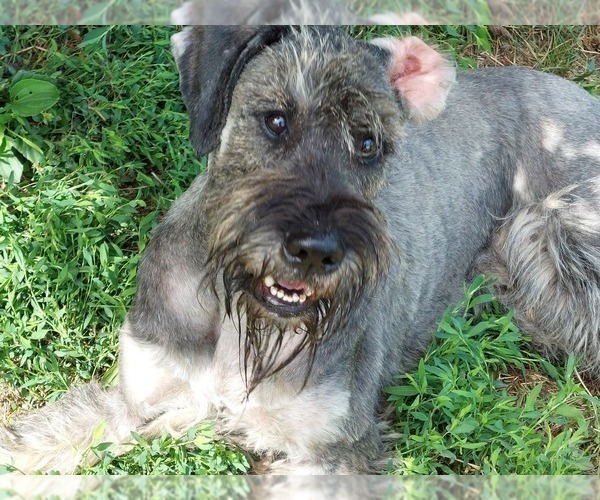 Medium Photo #10 Schnauzer (Giant) Puppy For Sale in Hatvan, Heves, Hungary