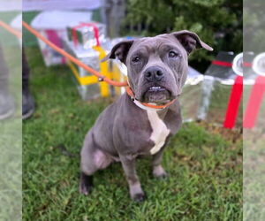 Staffordshire Bull Terrier-Unknown Mix Dogs for adoption in Long Beach, CA, USA