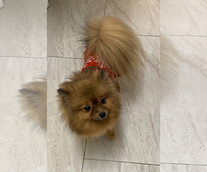 Pomeranian Puppy for sale in ONTARIO, CA, USA
