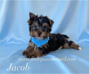 Yorkshire Terrier Puppy for sale in WINNSBORO, LA, USA
