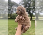 Small Photo #6 Goldendoodle Puppy For Sale in PECK, KS, USA