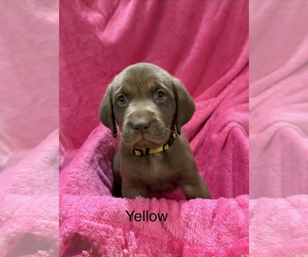 Medium Photo #1 Labrador Retriever Puppy For Sale in LAKEWOOD RANCH, FL, USA