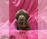 Puppy 1 Labrador Retriever