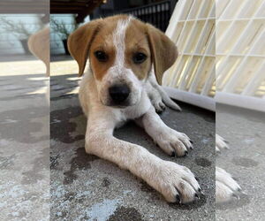 Coonhound-Unknown Mix Dogs for adoption in Germantown, OH, USA