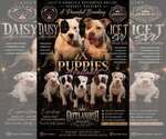 Small Photo #1 American Bully Puppy For Sale in FRIDLEY, MN, USA