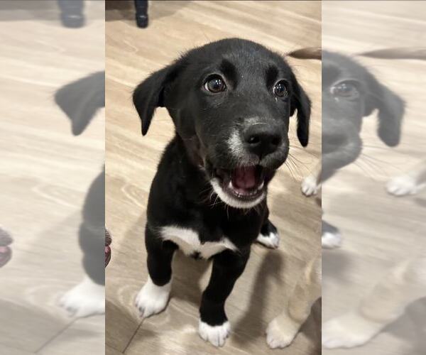 Medium Photo #4 Huskies -Unknown Mix Puppy For Sale in MIDWAY, UT, USA