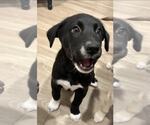 Small #3 Huskies  Mix
