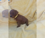Small Photo #4 Poodle (Standard) Puppy For Sale in LOWELL, AR, USA