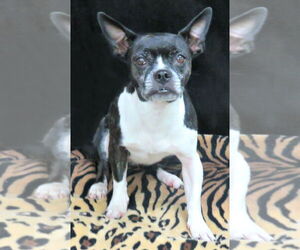 Boston Terrier Dogs for adoption in Herndon, VA, USA