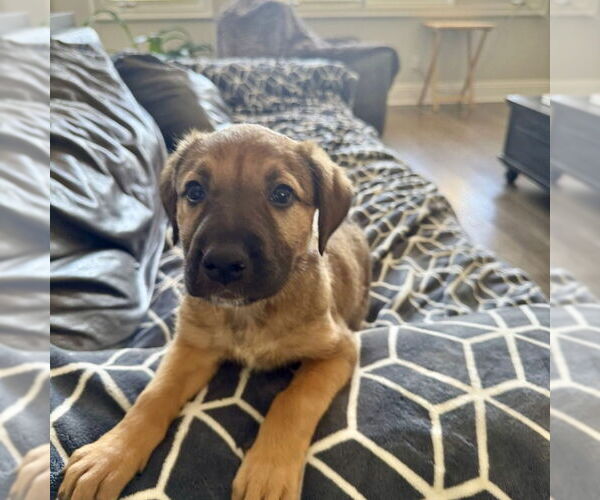 Medium Photo #1 Mutt Puppy For Sale in San Juan Capistrano, CA, USA
