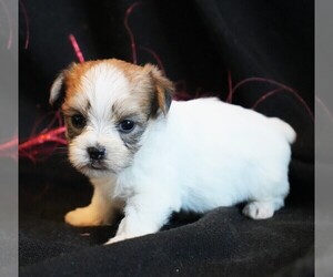 Morkie Puppy for sale in ROCK VALLEY, IA, USA
