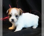 Small Photo #1 Morkie Puppy For Sale in ROCK VALLEY, IA, USA