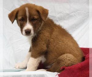 Mutt Dogs for adoption in Thief River Falls, MN, USA