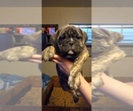 Small Photo #6 Olde English Bulldogge Puppy For Sale in LUBBOCK, TX, USA