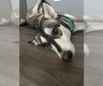 Small #3 Huskies -Samoyed Mix