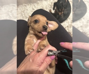 Dachshund Puppy for Sale in SAN DIEGO, California USA