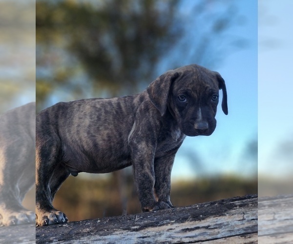 Medium Photo #16 Catahoula Leopard Dog Puppy For Sale in CUMBY, TX, USA