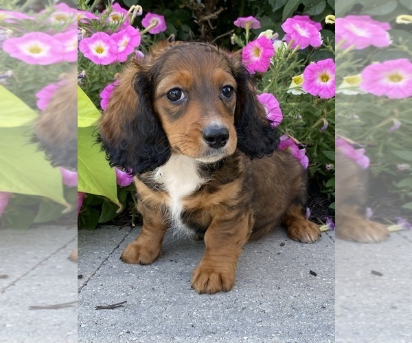 Medium Photo #6 Dachshund Puppy For Sale in CANOGA, NY, USA