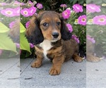 Small #5 Dachshund