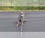 Small #16 American Pit Bull Terrier Mix
