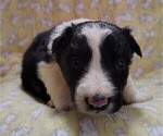 Small Photo #22 Border Collie Puppy For Sale in NORBORNE, MO, USA