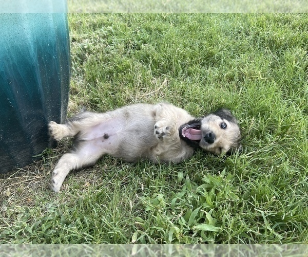 Medium Photo #14 Dachshund Puppy For Sale in SAVANNAH, TX, USA