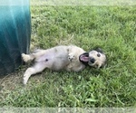 Small Photo #14 Dachshund Puppy For Sale in SAVANNAH, TX, USA