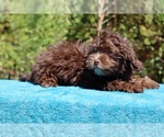 Small #28 ShihPoo