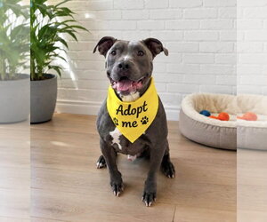 American Staffordshire Terrier Dogs for adoption in Euless, TX, USA