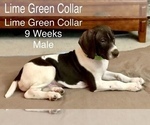 Small Photo #14 German Shorthaired Pointer Puppy For Sale in VISALIA, CA, USA