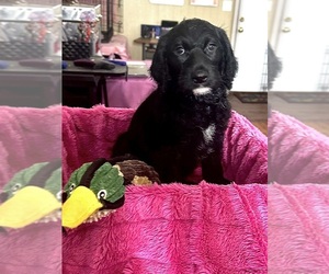 German Shorthaired Pointer-Poodle (Standard) Mix Puppy for sale in CENTRALIA, MO, USA