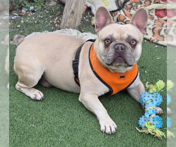 Medium Photo #4 French Bulldog Puppy For Sale in Chino Hills, CA, USA