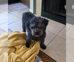 Small #2 Poodle (Miniature)