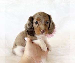 Dachshund Puppy for sale in DAVIS, CA, USA