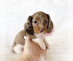 Image preview for Ad Listing. Nickname: AKC BELLE
