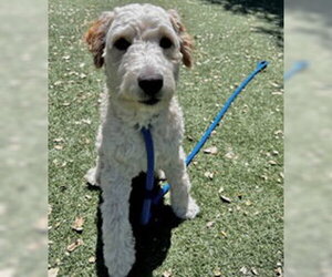 Mutt Dogs for adoption in Salinas, CA, USA