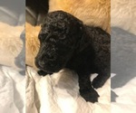 Small Photo #2 Labradoodle Puppy For Sale in WILTON, CA, USA