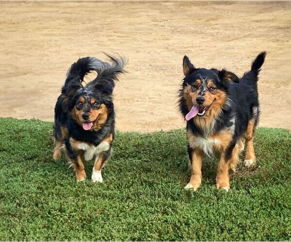 Medium Photo #1 Australian Shepherd-Pembroke Welsh Corgi Mix Puppy For Sale in Unionville, PA, USA