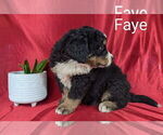 Small #3 Bernese Mountain Dog