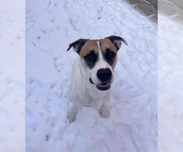 Medium Photo #1 Collie-German Shepherd Dog Mix Puppy For Sale in Toronto, Ontario, Canada