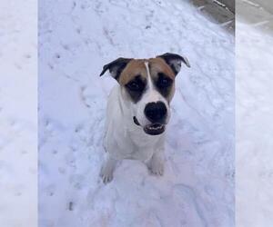 Collie-German Shepherd Dog Mix Dogs for adoption in Toronto, Ontario, Canada