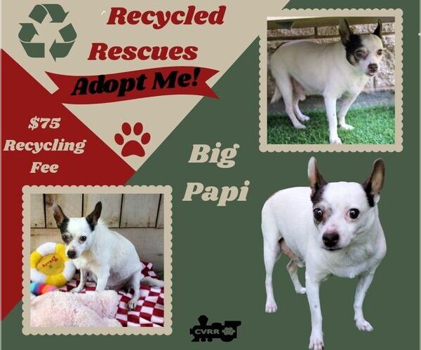 Medium Photo #1 Rat Terrier-Unknown Mix Puppy For Sale in Lindsay, CA, USA