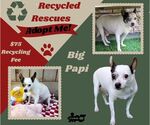 Small Rat Terrier Mix