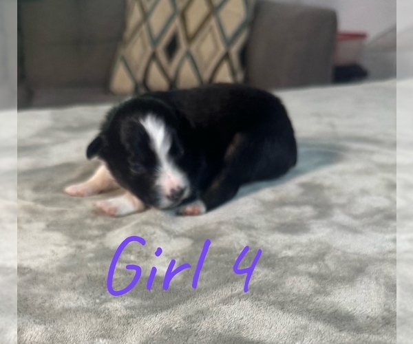 Medium Photo #21 Australian Shepherd Puppy For Sale in SALISBURY, NC, USA