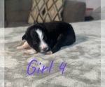 Small Photo #21 Australian Shepherd Puppy For Sale in SALISBURY, NC, USA