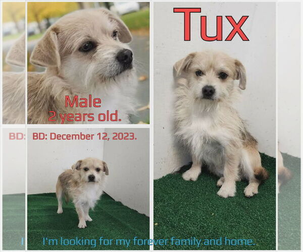 Medium Photo #1 Mutt Puppy For Sale in New London, WI, USA