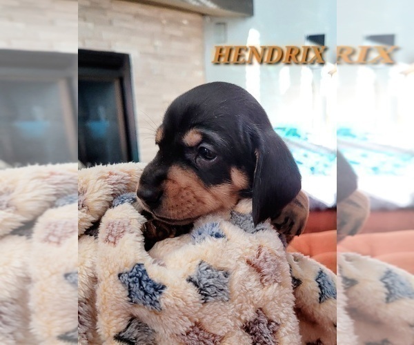 Medium Photo #9 Dachshund Puppy For Sale in THORNTON, CO, USA